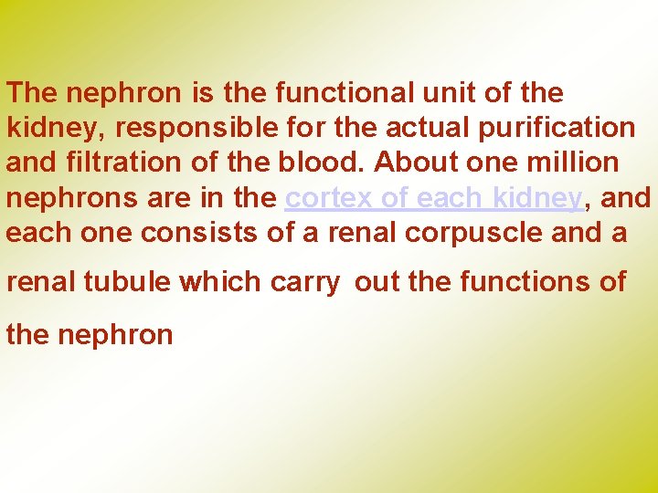 The nephron is the functional unit of the kidney, responsible for the actual purification