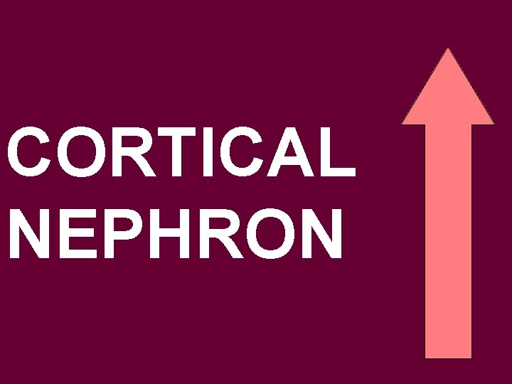 CORTICAL NEPHRON 