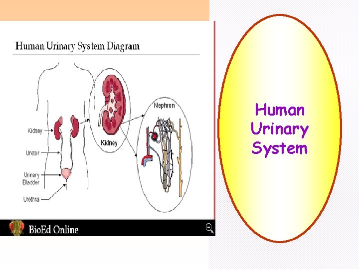 Human Urinary System 