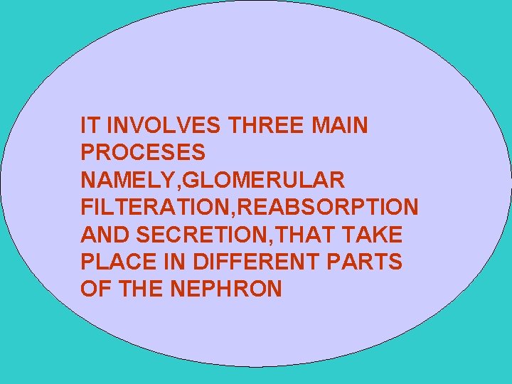 IT INVOLVES THREE MAIN PROCESES NAMELY, GLOMERULAR FILTERATION, REABSORPTION AND SECRETION, THAT TAKE PLACE