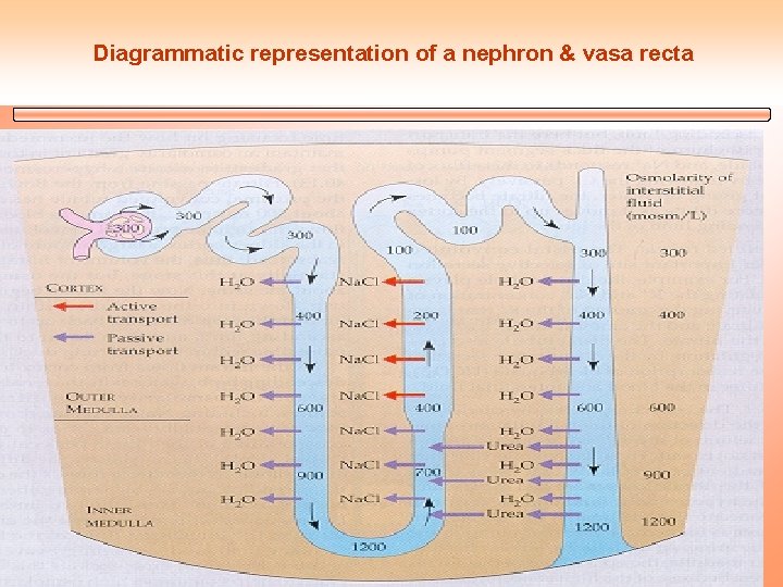 Diagrammatic representation of a nephron & vasa recta 