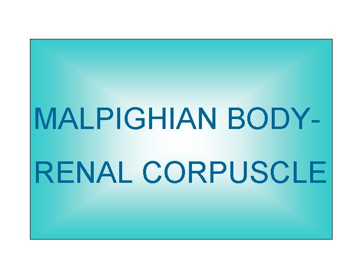 MALPIGHIAN BODYRENAL CORPUSCLE 