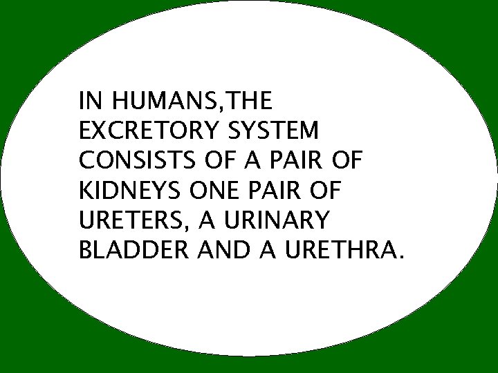 IN HUMANS, THE EXCRETORY SYSTEM CONSISTS OF A PAIR OF KIDNEYS ONE PAIR OF