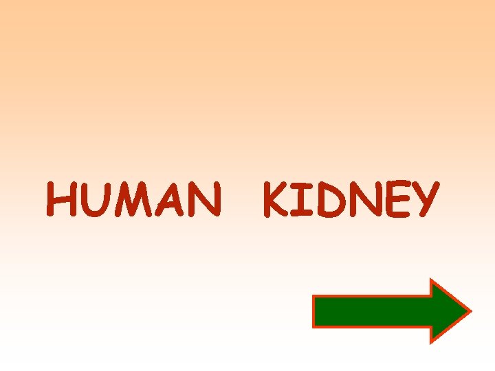 HUMAN KIDNEY 