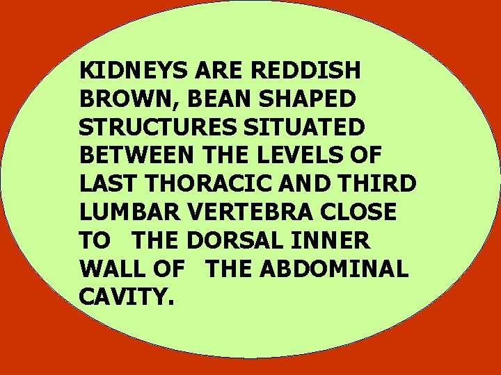KIDNEYS ARE REDDISH BROWN, BEAN SHAPED STRUCTURES SITUATED BETWEEN THE LEVELS OF LAST THORACIC