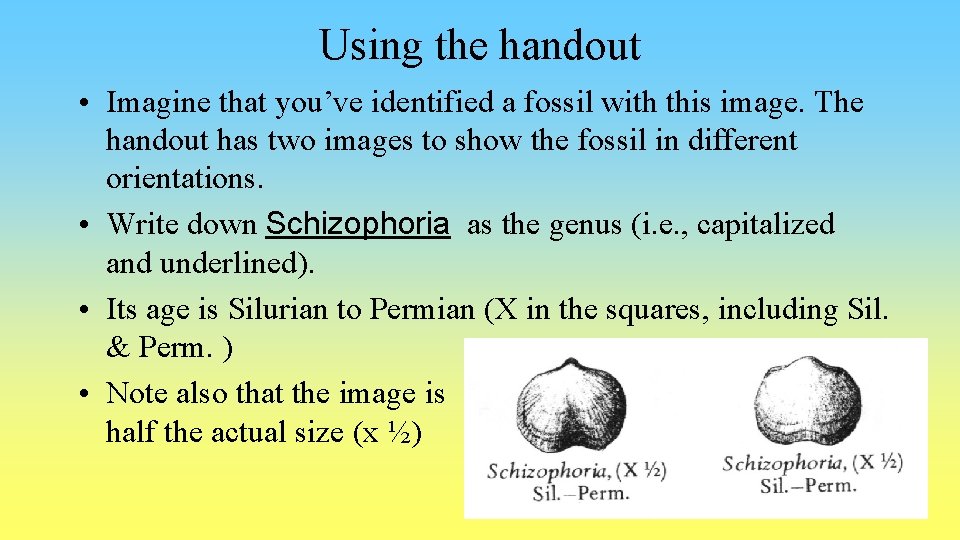 Using the handout • Imagine that you’ve identified a fossil with this image. The