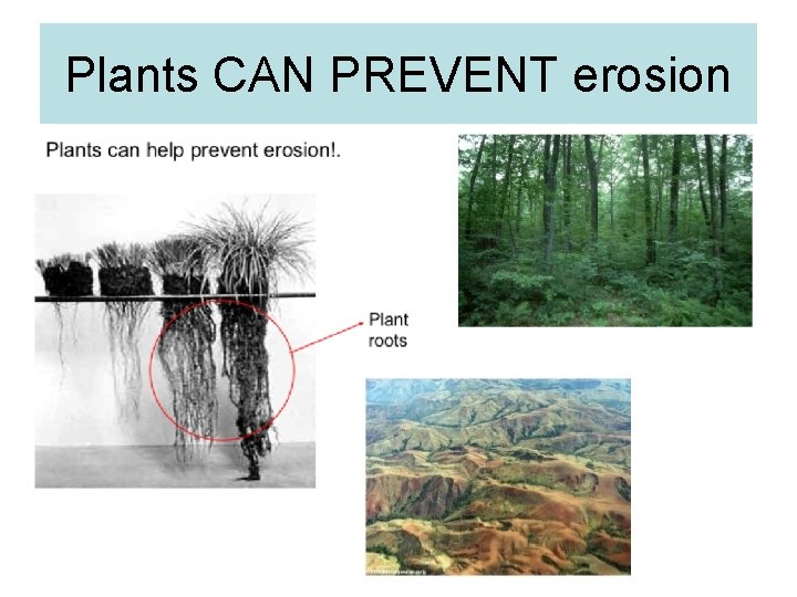 Plants CAN PREVENT erosion 