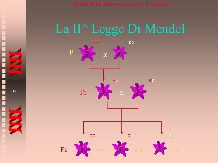 Istituto di istruzione superiore “l. einaudi” La II^ Legge Di Mendel RR P bb