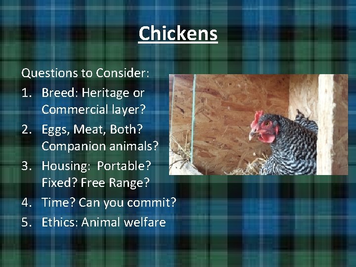 Chickens Questions to Consider: 1. Breed: Heritage or Commercial layer? 2. Eggs, Meat, Both? Chickens Questions to Consider: 1. Breed: Heritage or Commercial layer? 2. Eggs, Meat, Both?
