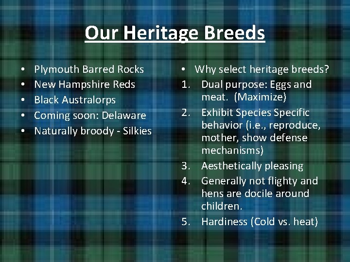 Our Heritage Breeds • • • Plymouth Barred Rocks New Hampshire Reds Black Australorps Our Heritage Breeds • • • Plymouth Barred Rocks New Hampshire Reds Black Australorps