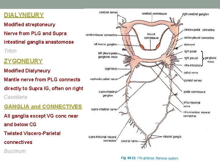 DIALYNEURY Modified streptoneury Nerve from PLG and Supra intestinal ganglia anastomose Triton ZYGONEURY Modified