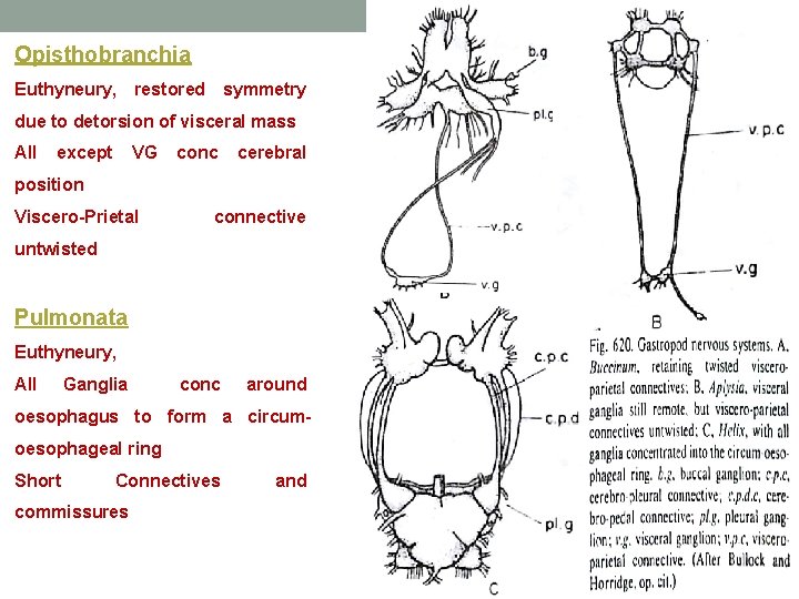 Opisthobranchia Euthyneury, restored symmetry due to detorsion of visceral mass All except VG conc