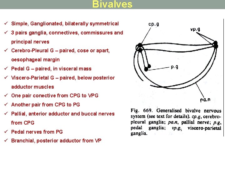 Bivalves ü Simple, Ganglionated, bilaterally symmetrical ü 3 pairs ganglia, connectives, commissures and principal