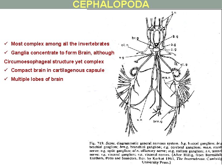 CEPHALOPODA ü Most complex among all the invertebrates ü Ganglia concentrate to form Brain,