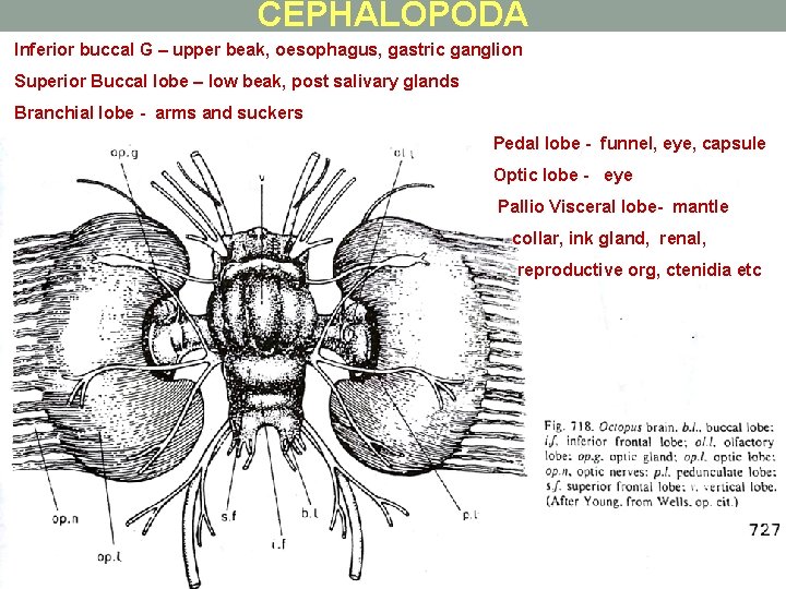 CEPHALOPODA Inferior buccal G – upper beak, oesophagus, gastric ganglion Superior Buccal lobe –