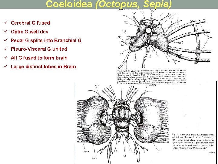 Coeloidea (Octopus, Sepia) ü Cerebral G fused ü Optic G well dev ü Pedal