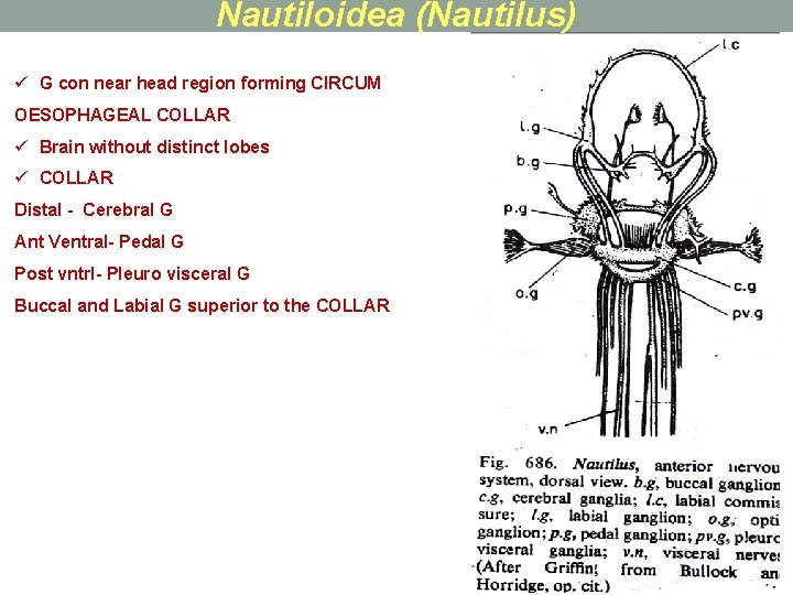Nautiloidea (Nautilus) ü G con near head region forming CIRCUM OESOPHAGEAL COLLAR ü Brain
