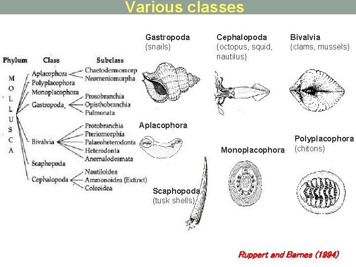 Various classes Gastropoda (snails) Cephalopoda (octopus, squid, nautilus) Bivalvia (clams, mussels) Aplacophora Monoplacophora Polyplacophora