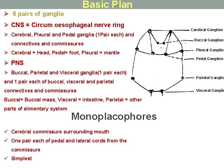 Basic Plan Ø 6 pairs of ganglia Ø CNS = Circum oesophageal nerve ring