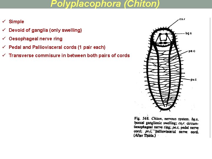 Polyplacophora (Chiton) ü Simple ü Devoid of ganglia (only swelling) ü Oesophageal nerve ring