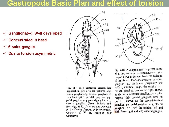 Gastropods Basic Plan and effect of torsion ü Ganglionated, Well developed ü Concentrated in