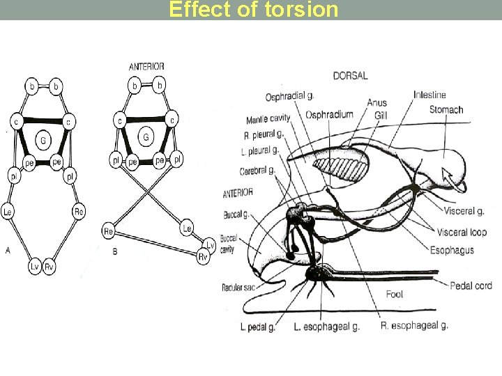 Effect of torsion 