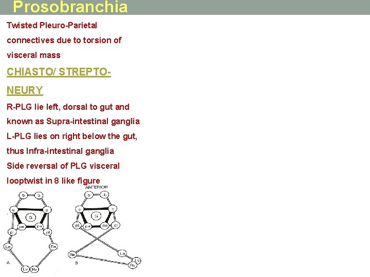 Prosobranchia Twisted Pleuro-Parietal connectives due to torsion of visceral mass CHIASTO/ STREPTONEURY R-PLG lie