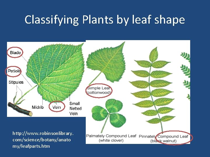 Classifying Plants by leaf shape http: //www. robinsonlibrary. com/science/botany/anato my/leafparts. htm 