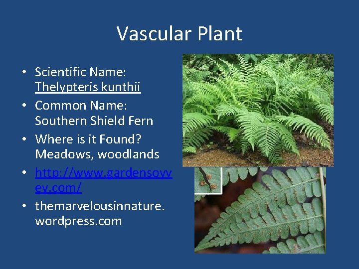 Vascular Plant • Scientific Name: Thelypteris kunthii • Common Name: Southern Shield Fern •