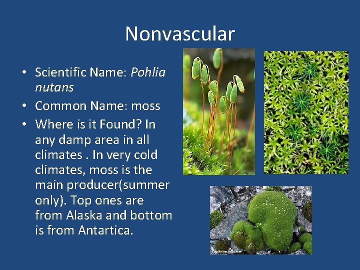 Nonvascular • Scientific Name: Pohlia nutans • Common Name: moss • Where is it