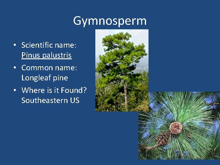 Gymnosperm • Scientific name: Pinus palustris • Common name: Longleaf pine • Where is