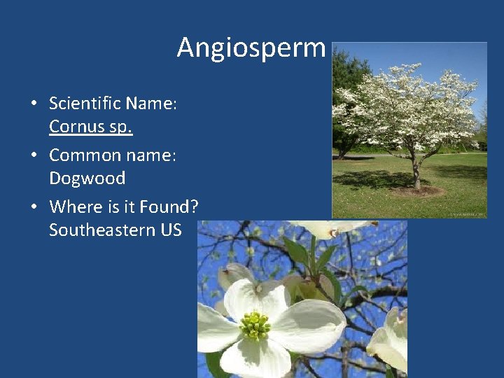 Angiosperm • Scientific Name: Cornus sp. • Common name: Dogwood • Where is it
