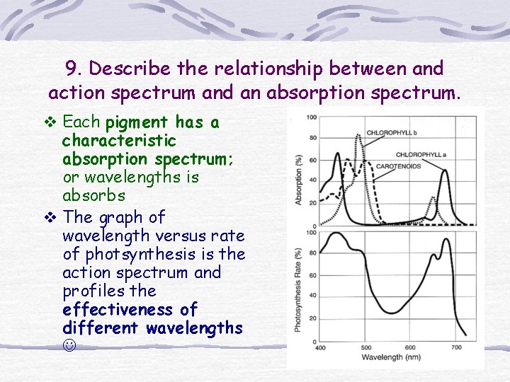 9. Describe the relationship between and action spectrum and an absorption spectrum. v Each 9. Describe the relationship between and action spectrum and an absorption spectrum. v Each