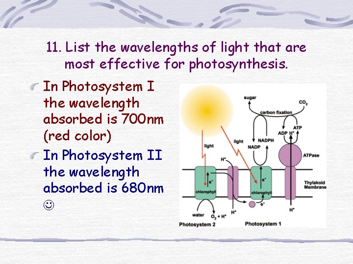 11. List the wavelengths of light that are most effective for photosynthesis. In Photosystem 11. List the wavelengths of light that are most effective for photosynthesis. In Photosystem