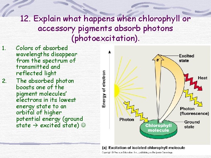 12. Explain what happens when chlorophyll or accessory pigments absorb photons (photoexcitation). 1. 2. 12. Explain what happens when chlorophyll or accessory pigments absorb photons (photoexcitation). 1. 2.