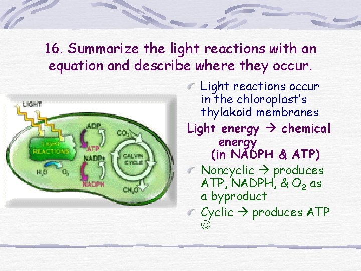 16. Summarize the light reactions with an equation and describe where they occur. Light 16. Summarize the light reactions with an equation and describe where they occur. Light