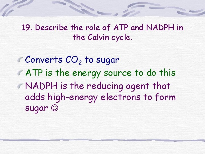 19. Describe the role of ATP and NADPH in the Calvin cycle. Converts CO 19. Describe the role of ATP and NADPH in the Calvin cycle. Converts CO