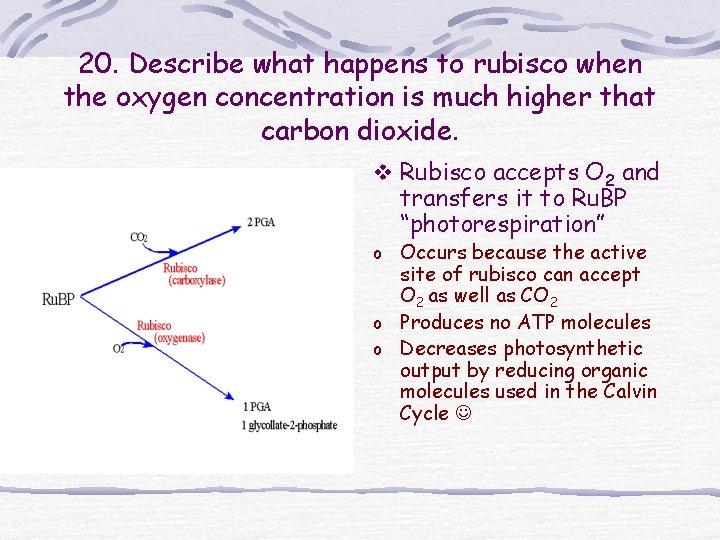 20. Describe what happens to rubisco when the oxygen concentration is much higher that 20. Describe what happens to rubisco when the oxygen concentration is much higher that