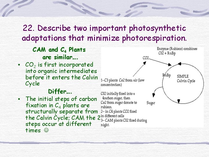 22. Describe two important photosynthetic adaptations that minimize photorespiration. CAM and C 4 Plants 22. Describe two important photosynthetic adaptations that minimize photorespiration. CAM and C 4 Plants