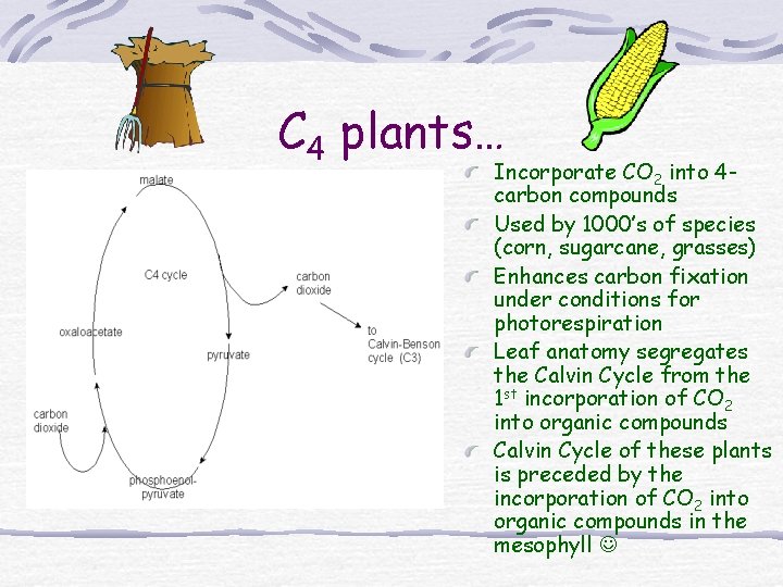 C 4 plants… Incorporate CO 2 into 4 carbon compounds Used by 1000’s of C 4 plants… Incorporate CO 2 into 4 carbon compounds Used by 1000’s of