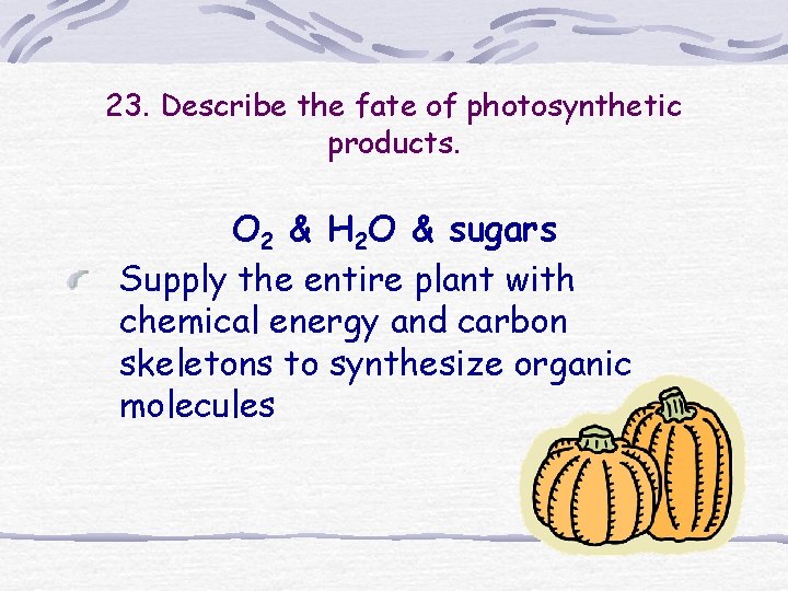 23. Describe the fate of photosynthetic products. O 2 & H 2 O & 23. Describe the fate of photosynthetic products. O 2 & H 2 O &