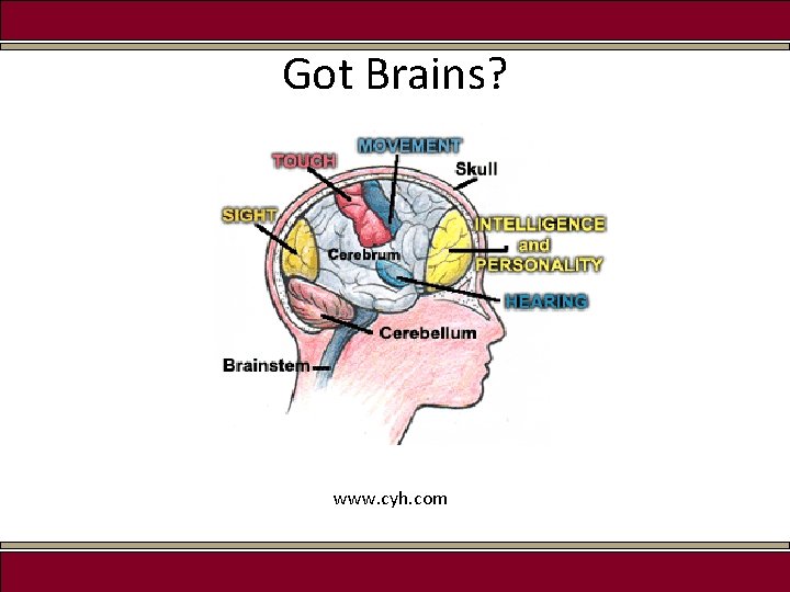 Got Brains? www. cyh. com 