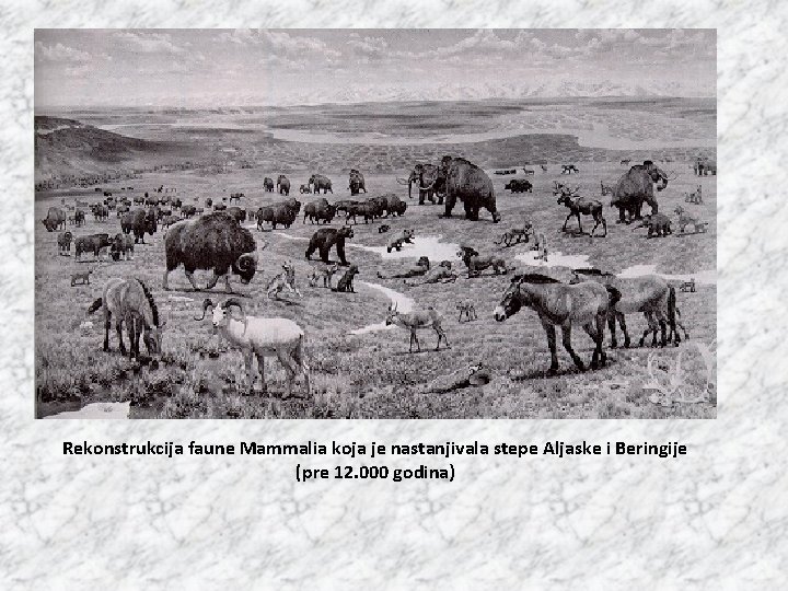 Rekonstrukcija faune Mammalia koja je nastanjivala stepe Aljaske i Beringije (pre 12. 000 godina)