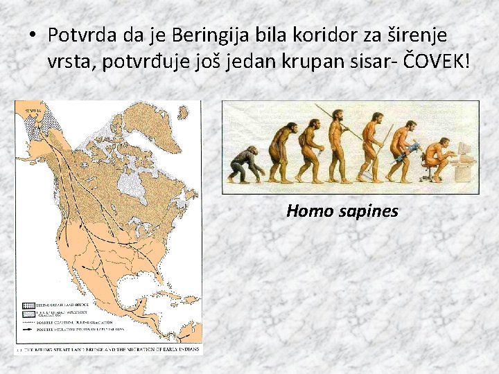  • Potvrda da je Beringija bila koridor za širenje vrsta, potvrđuje još jedan