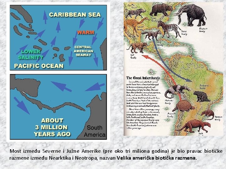 Most između Severne i Južne Amerike (pre oko tri miliona godina) je bio pravac