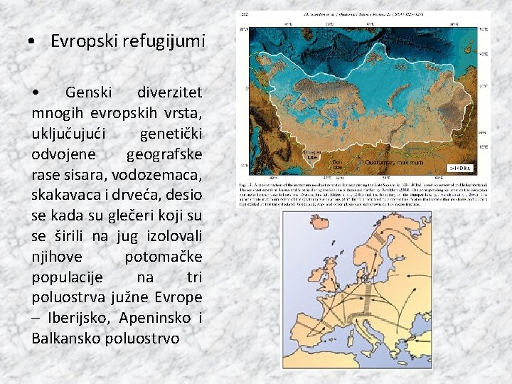  • Evropski refugijumi • Genski diverzitet mnogih evropskih vrsta, uključujući genetički odvojene geografske