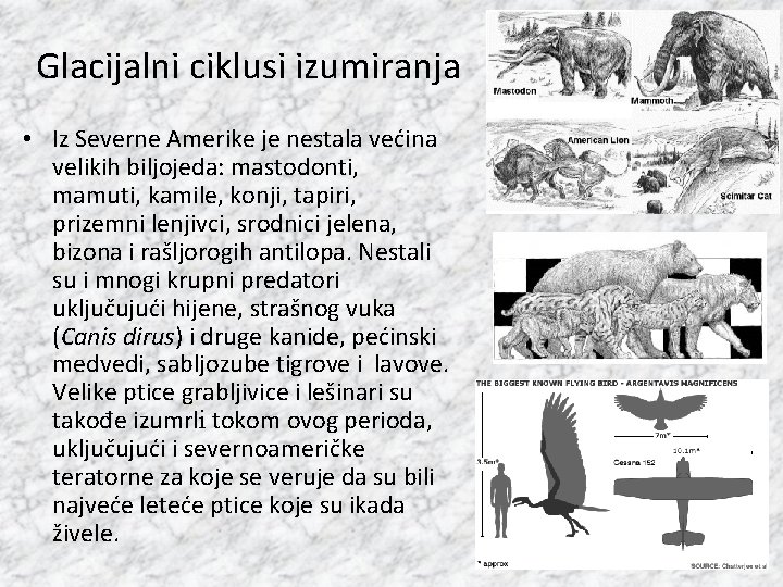 Glacijalni ciklusi izumiranja • Iz Severne Amerike je nestala većina velikih biljojeda: mastodonti, mamuti,