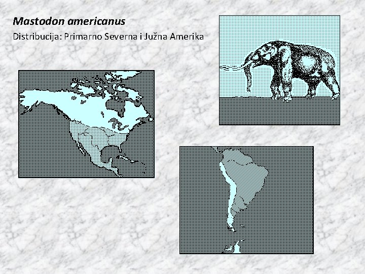 Mastodon americanus Distribucija: Primarno Severna i Južna Amerika 