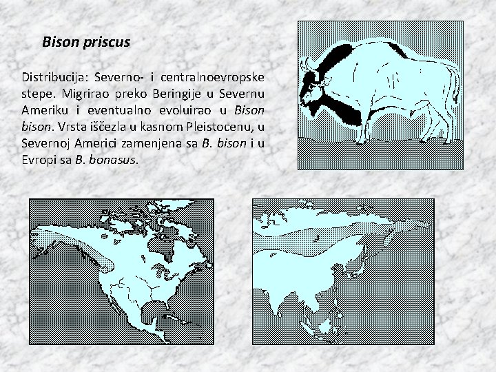 Bison priscus Distribucija: Severno- i centralnoevropske stepe. Migrirao preko Beringije u Severnu Ameriku i