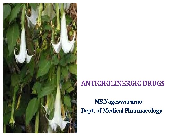 ANTICHOLINERGIC DRUGS MS. Nageswararao Dept. of Medical Pharmacology 